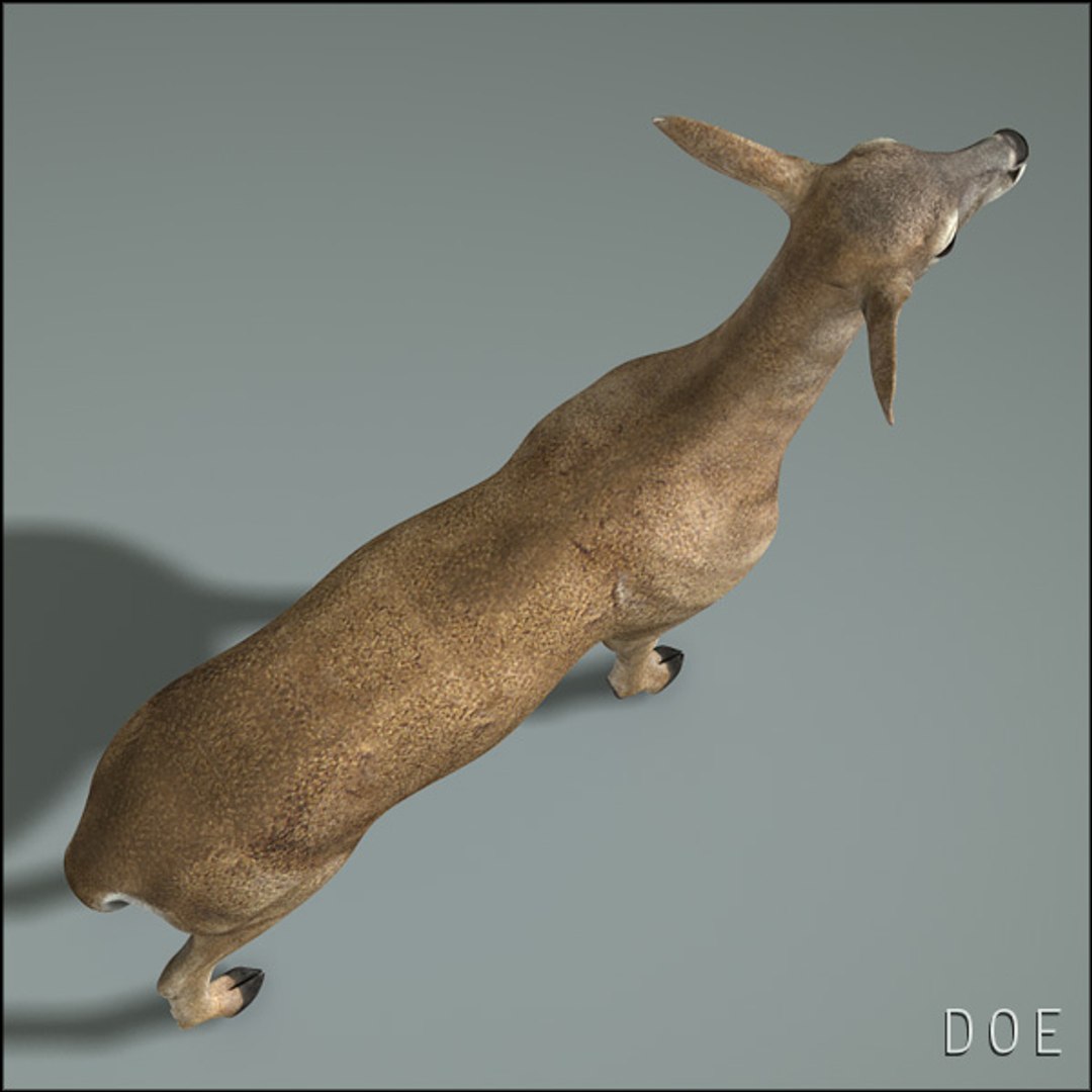 doe deer 3d obj https://p.turbosquid.com/ts-thumb/Pw/sJYOSH/QWveR2BG/doehd21/jpg/1292840429/1920x1080/fit_q87/5d87951bcc89162f15a13a5eade85600f0288674/doehd21.jpg