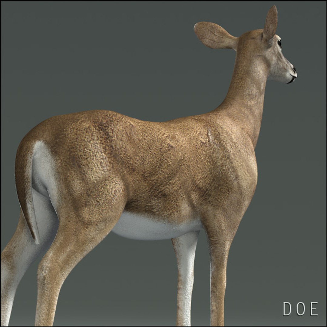 doe deer 3d obj https://p.turbosquid.com/ts-thumb/Pw/sJYOSH/Zg7f8eJF/doehd18/jpg/1292840429/1920x1080/fit_q87/807bd6f02123fab524b70863dcf87554721a90c0/doehd18.jpg