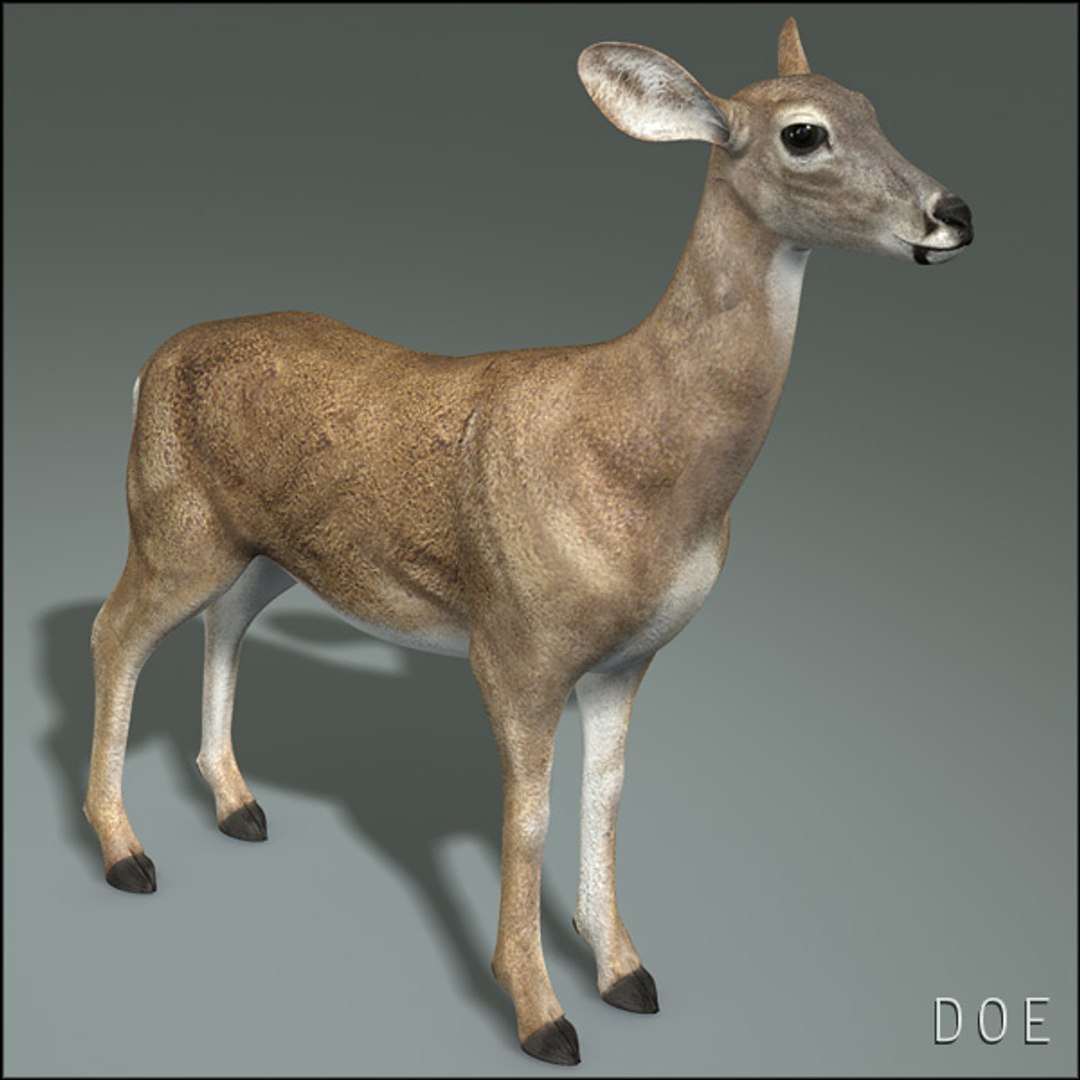 doe deer 3d obj https://p.turbosquid.com/ts-thumb/Pw/sJYOSH/fDWCdHKc/doehd11/jpg/1292840429/1920x1080/fit_q87/8c5b04a4bf73ee15ecb04c278ace36322ed8c110/doehd11.jpg