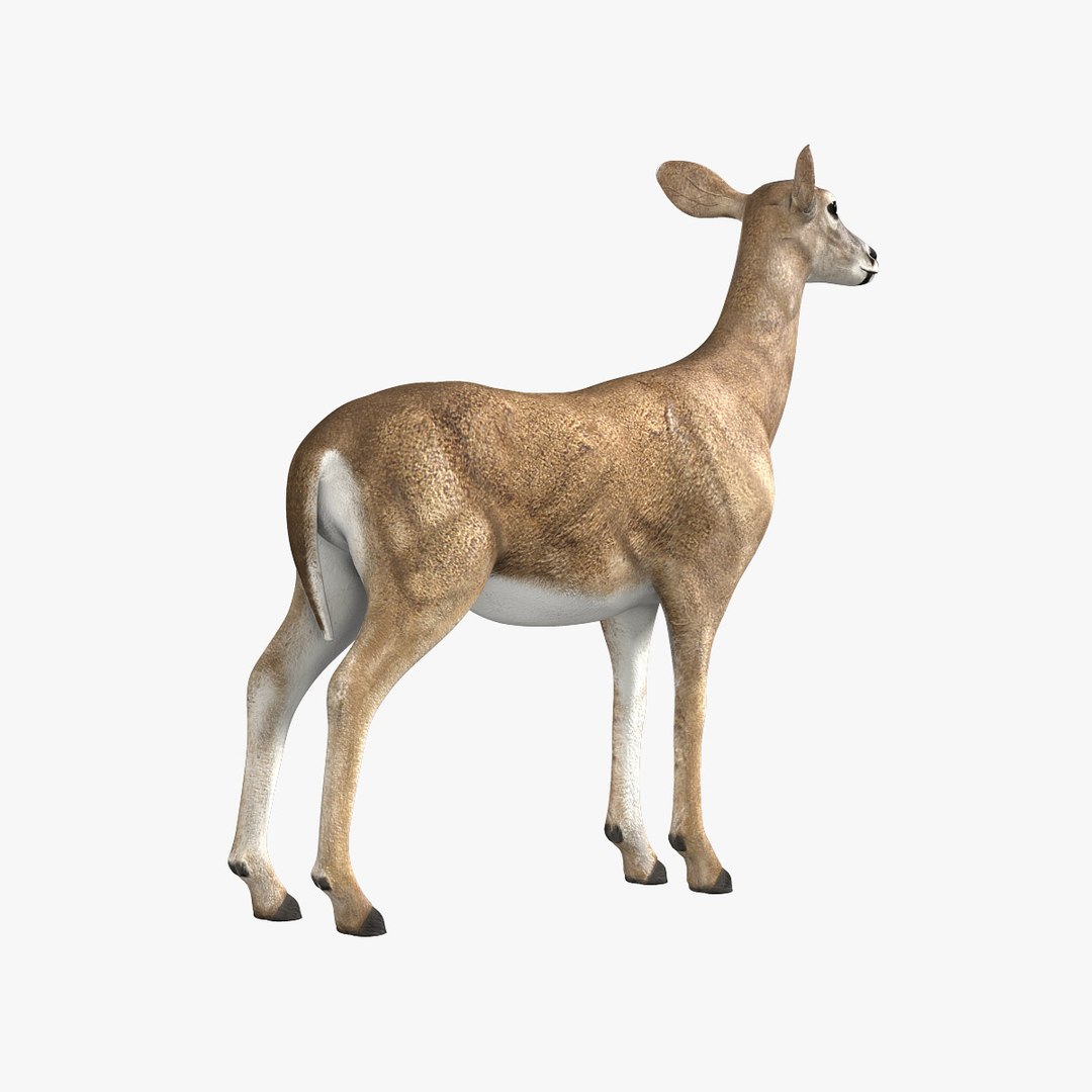 doe deer 3d obj https://p.turbosquid.com/ts-thumb/Pw/sJYOSH/j4H526PM/hd3/jpg/1302163206/1920x1080/fit_q87/e8145c9d6e881a5eb6f533058bd27189ef884e9c/hd3.jpg