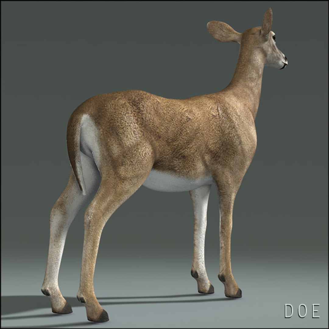 doe deer 3d obj https://p.turbosquid.com/ts-thumb/Pw/sJYOSH/w23t6alD/doehd19/jpg/1292840429/1920x1080/fit_q87/39b450b3328d0e8050567c6f4f03163855684997/doehd19.jpg