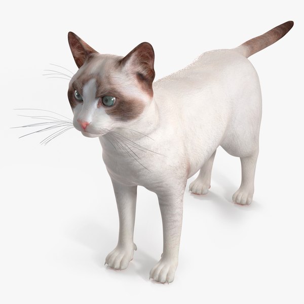 modelo 3d Gato Ragdoll - TurboSquid 2447867