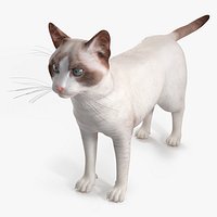 Ragdoll Cat