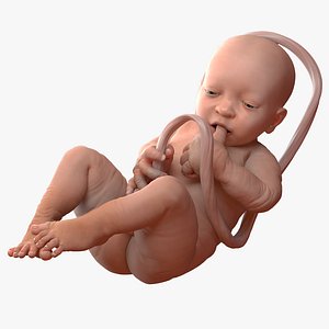 3D baby boy 38 weeks model