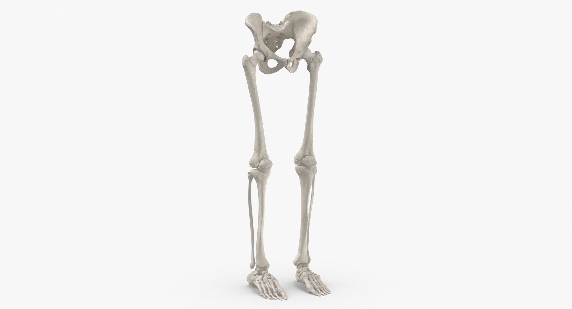 3D Human Legs Pelvis Bones Anatomy - TurboSquid 1550745