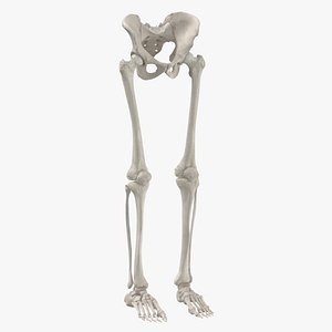 3D human legs pelvis bones anatomy