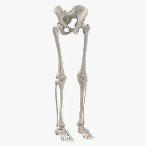 Real Human Legs and Pelvis Bones Anatomy White 01