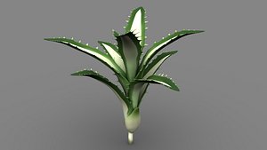 3D Agave Americana Century Plant model