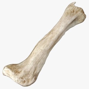 Domestic Dog Hyoid Apparatus Epihyoid Bone 01