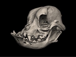 Bulldog Skull 3D Print Model