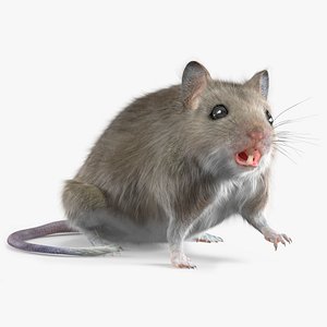 House Mouse Gray Fur Rigged 3D