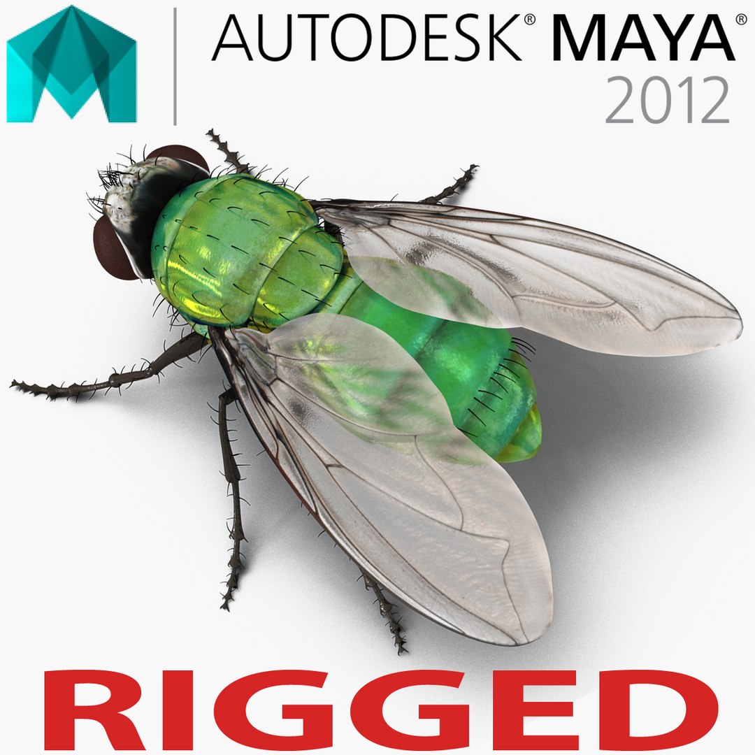 Green Bottle Fly Rigged for Maya 3D model preview