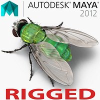 Green Bottle Fly Rigged for Maya