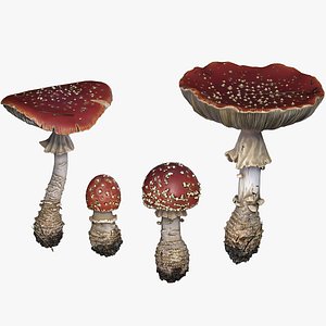 Fly agarics mushroom