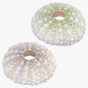 3D Sea Urchin Collection