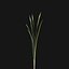 3D Typha angustifolia - Lesser