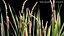 3D Typha angustifolia - Lesser