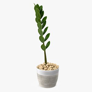 Zamioculcas Stem in Pot