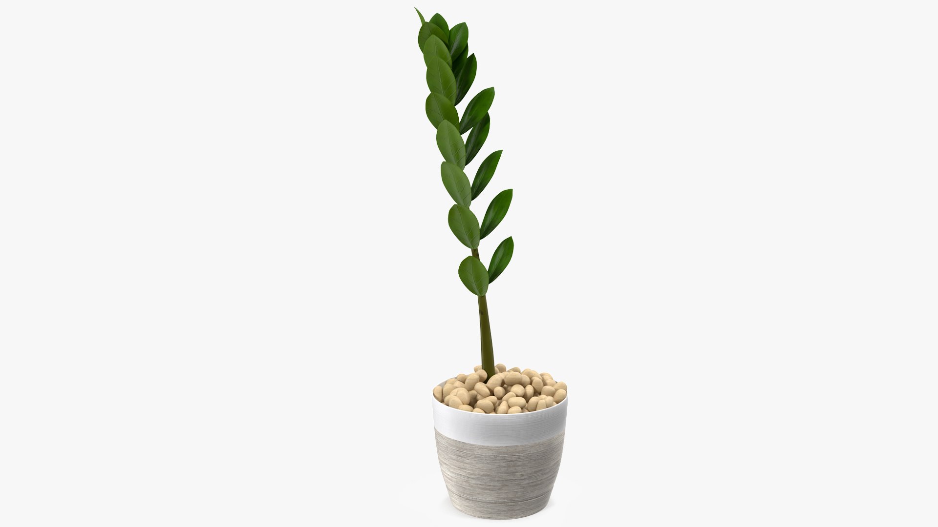 Zamioculcas Stem in Pot 3D model preview