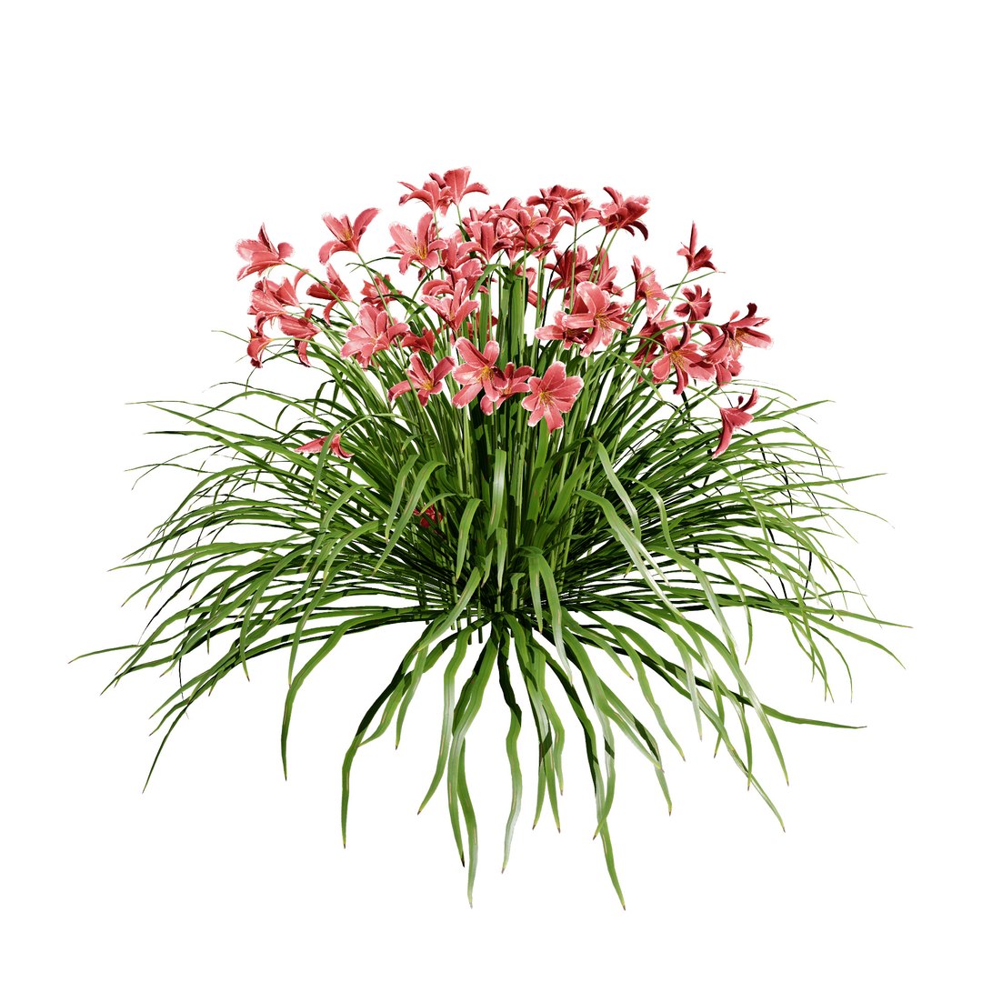 3D model Happy Returns Daylily with 4 colors https://p.turbosquid.com/ts-thumb/Px/hNAeZi/3O/happyreturnsdaylilypink/jpg/1707214622/1920x1080/fit_q87/a11f1bed1fee6967ffa89fab80fff67c51b29e00/happyreturnsdaylilypink.jpg
