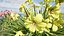 Happy Returns Daylily com 4 cores