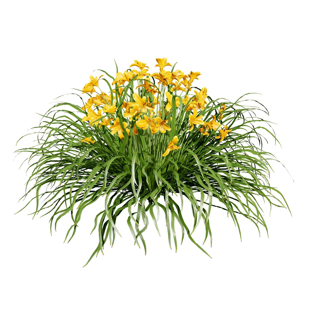 3D model Happy Returns Daylily with 4 colors https://p.turbosquid.com/ts-thumb/Px/hNAeZi/Eb/happyreturnsdaylilypinkcolorvariations/jpg/1707214627/1920x1080/fit_q87/53dafd22667fe46690ea9ce0ff86df96ded9d774/happyreturnsdaylilypinkcolorvariations.jpg