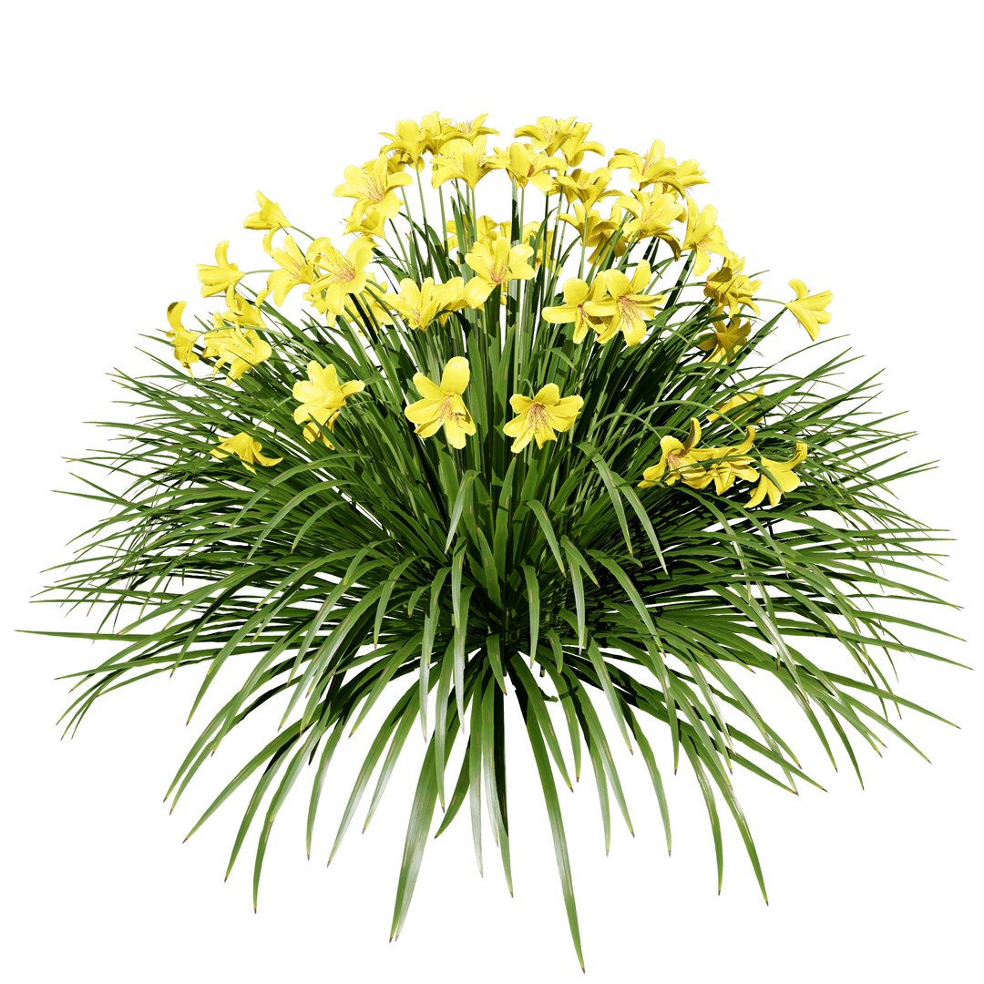 3D model Happy Returns Daylily with 4 colors https://p.turbosquid.com/ts-thumb/Px/hNAeZi/JJ/z01happyreturnsdaylily/jpg/1707214614/1920x1080/fit_q87/6d330ced973f74b0e387992f15dde5706b762f1e/z01happyreturnsdaylily.jpg