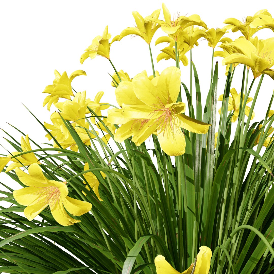 3D model Happy Returns Daylily with 4 colors https://p.turbosquid.com/ts-thumb/Px/hNAeZi/KR/happyreturnsdaylily03/jpg/1707214634/1920x1080/fit_q87/3c59c100429e3f3877868170b8084ad0d53b8e8f/happyreturnsdaylily03.jpg