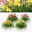 Happy Returns Daylily com 4 cores