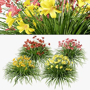 Happy Returns Daylily with 4 colors with free 3d tutorial