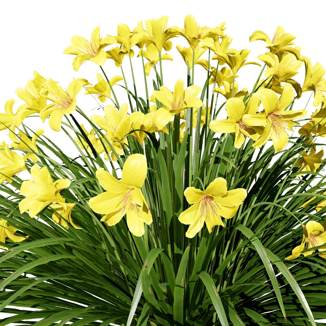 3D model Happy Returns Daylily with 4 colors https://p.turbosquid.com/ts-thumb/Px/hNAeZi/Qk/z01happyreturnsdaylily02/jpg/1707214636/1920x1080/fit_q87/84858148434edebc3be1ed205d68fded30ee62cf/z01happyreturnsdaylily02.jpg
