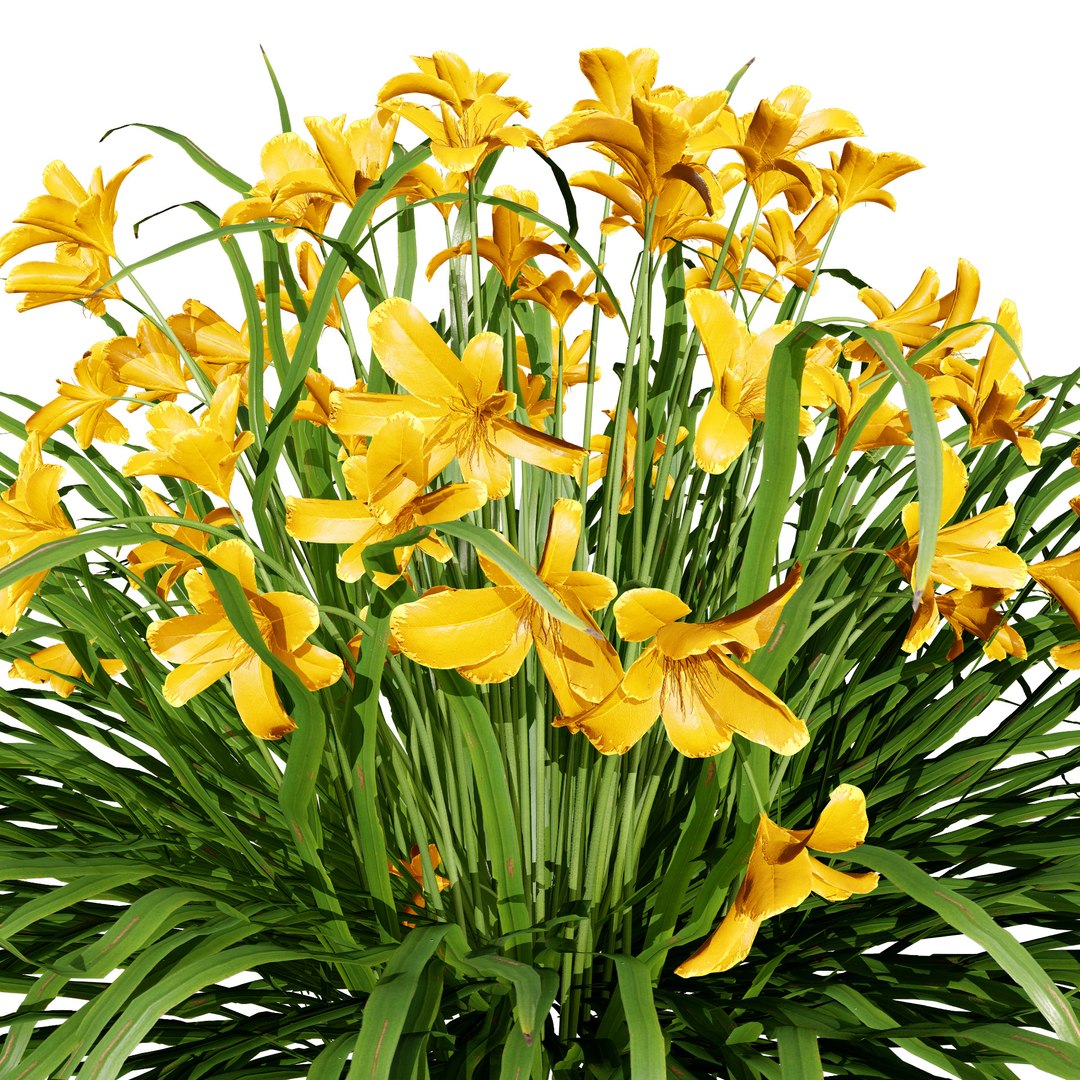 3D model Happy Returns Daylily with 4 colors https://p.turbosquid.com/ts-thumb/Px/hNAeZi/SY/happyreturnsdaylilypinkcolorvariations02/jpg/1707214617/1920x1080/fit_q87/90cdb94b50cf3ff3ed218e1742b4fb4806cbe4af/happyreturnsdaylilypinkcolorvariations02.jpg