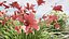 Happy Returns Daylily com 4 cores