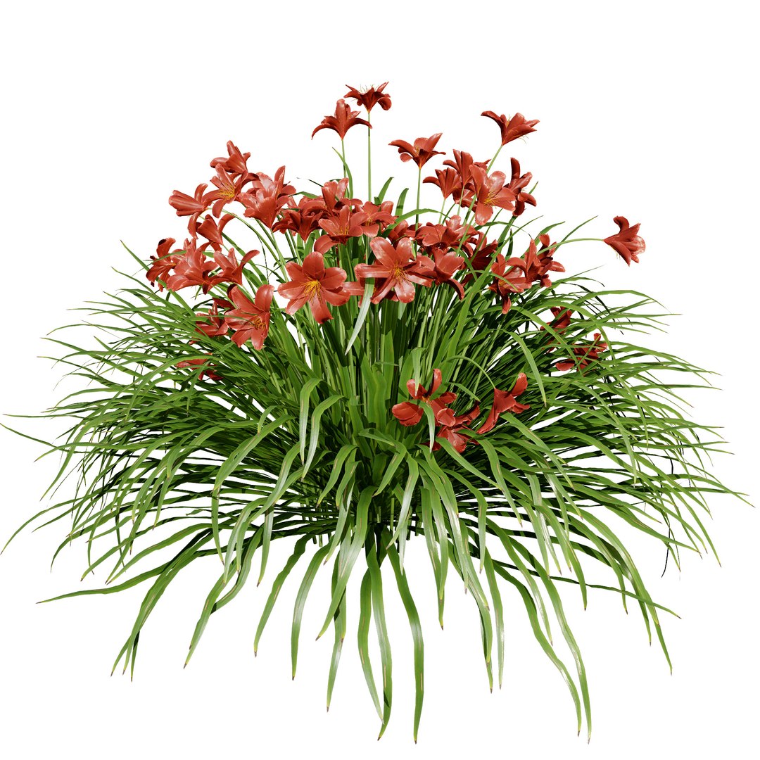 3D model Happy Returns Daylily with 4 colors https://p.turbosquid.com/ts-thumb/Px/hNAeZi/pM/happyreturnsdaylilyred/jpg/1707214635/1920x1080/fit_q87/567c0ad5a93d0971cca777c5e44d3bbeac4746a9/happyreturnsdaylilyred.jpg