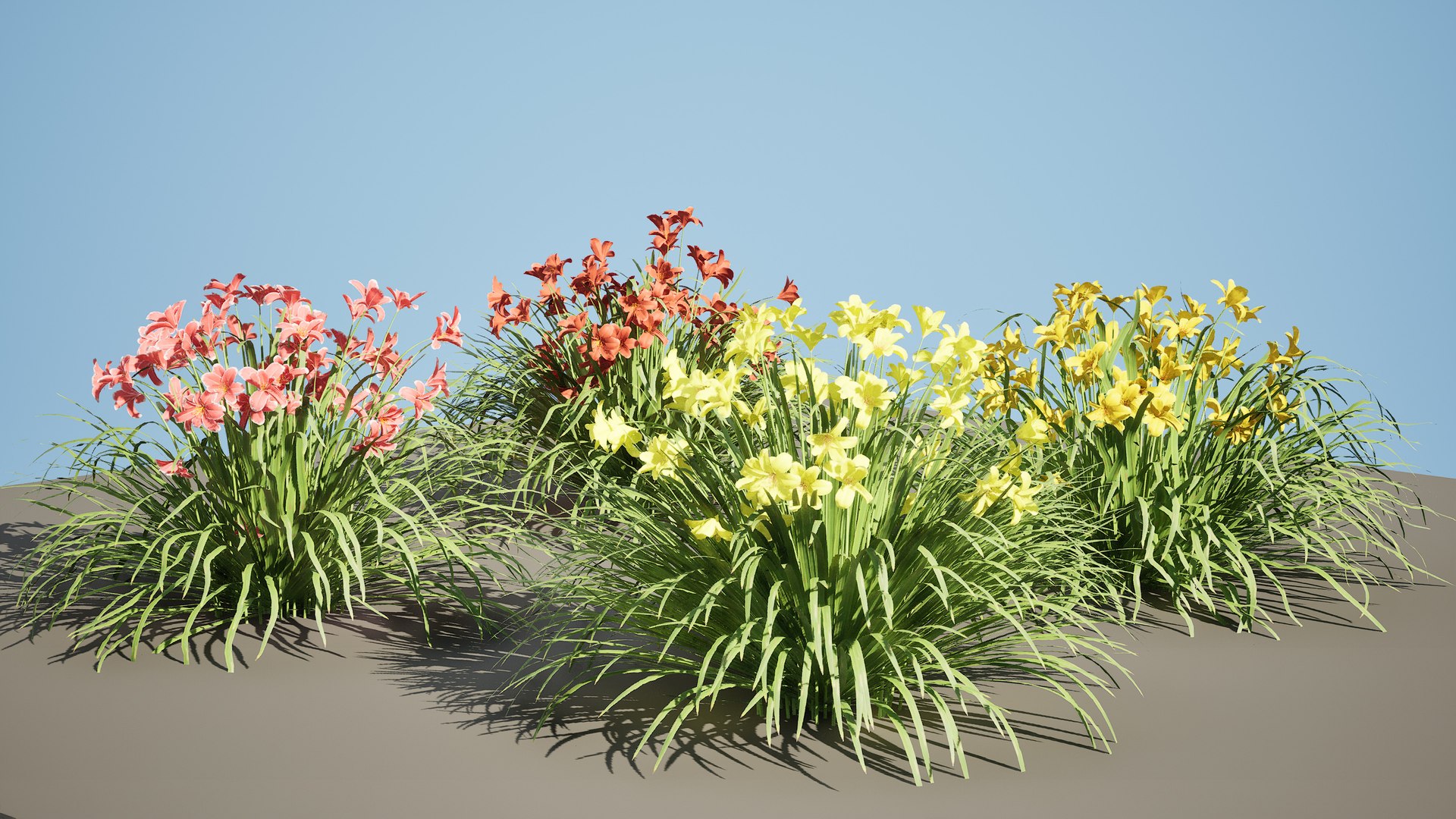 3D model Happy Returns Daylily with 4 colors https://p.turbosquid.com/ts-thumb/Px/hNAeZi/zg/highresscreenshot00001/jpg/1707214642/1920x1080/fit_q87/e7b85b85f03c1cc0f79952f641468680140b3405/highresscreenshot00001.jpg