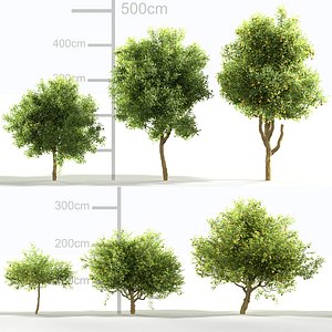 Citrus limon 3D model