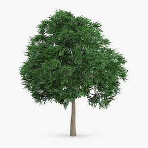 3d swedish whitebeam tree 10