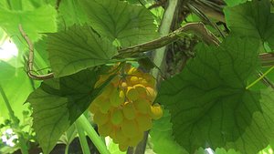 3D grapes bunch