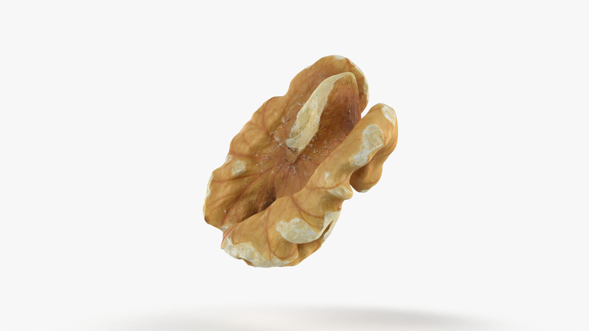 Walnut 01 - 3D Scanned 3D model https://p.turbosquid.com/ts-thumb/Px/rhJntW/30/walnut01/png/1772030472/1920x1080/turn_fit_q99/0dd0eb7d8ea35a709312c3c96b86c9224de8e275/walnut01-1.jpg