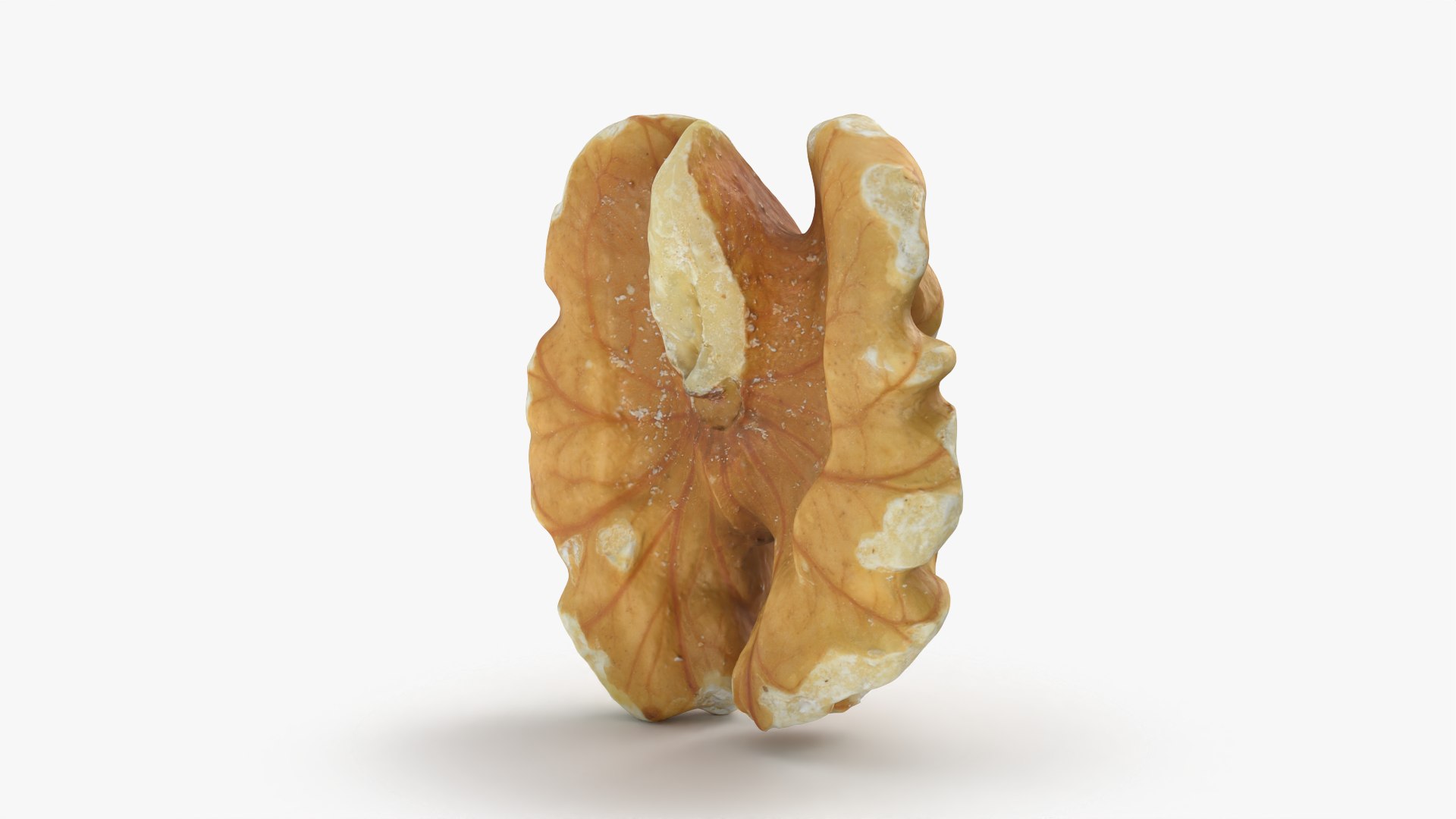 Walnut 01 - 3D Scanned 3D model https://p.turbosquid.com/ts-thumb/Px/rhJntW/NS/walnut01_0007/png/1772025475/1920x1080/fit_q87/709a480a3d11152bb0fa77c8ab9fa8e43a922d1d/walnut01_0007.jpg