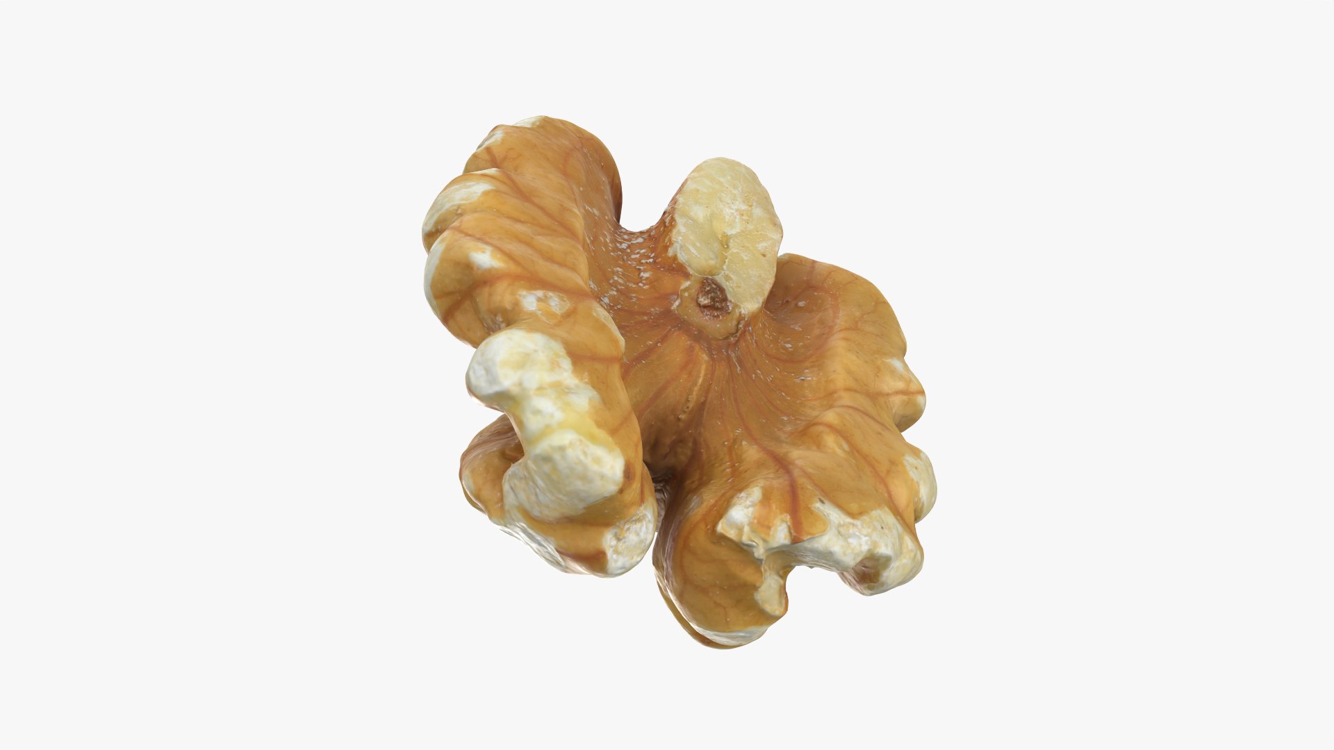 Walnut 01 - 3D Scanned 3D model https://p.turbosquid.com/ts-thumb/Px/rhJntW/Zb/walnut01_0009/png/1772025479/1920x1080/fit_q87/7a23dc52388f93dec5fbdd9714f5330d266efc59/walnut01_0009.jpg