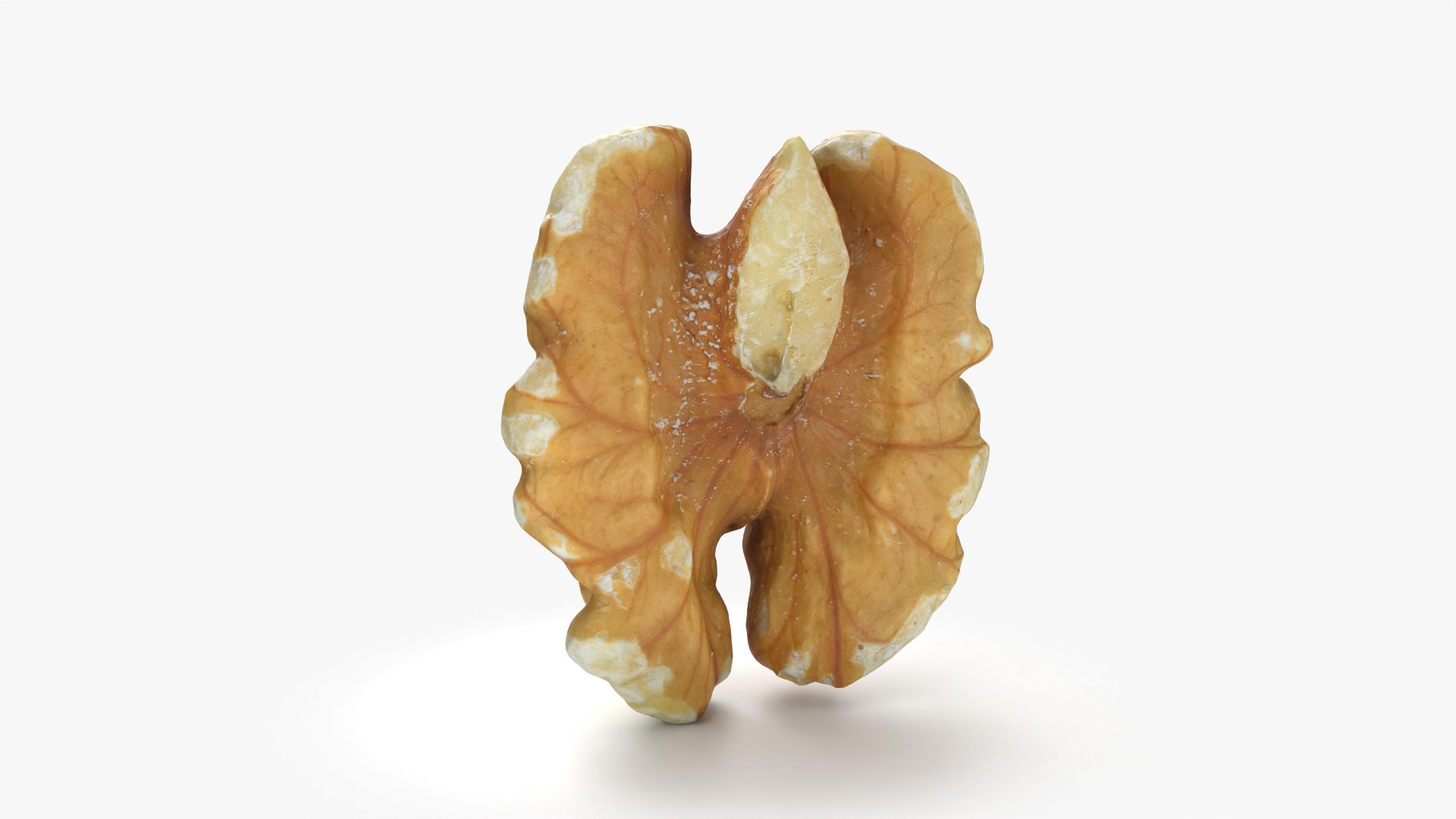 Walnut 01 - 3D Scanned 3D model https://p.turbosquid.com/ts-thumb/Px/rhJntW/eK/walnut01_0002/png/1772025468/1920x1080/fit_q87/0c3a31baa615d68cc297789a804a325ad2fa3f75/walnut01_0002.jpg
