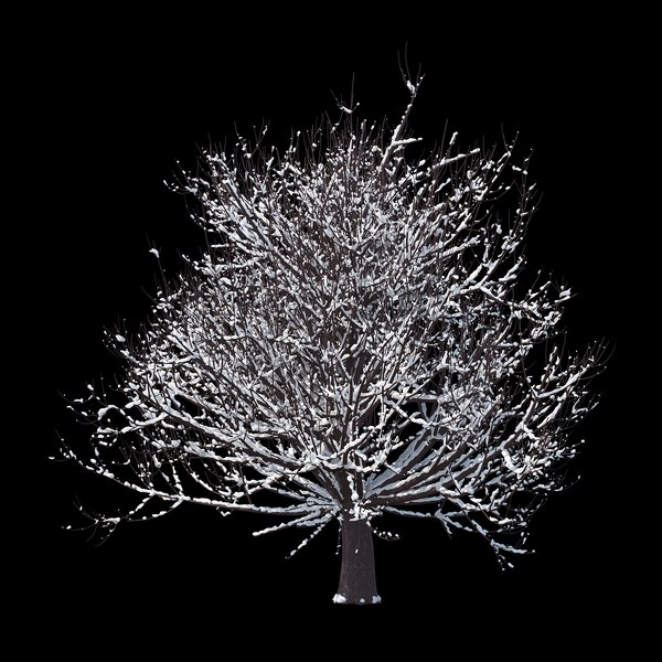 3D model winter tree 08