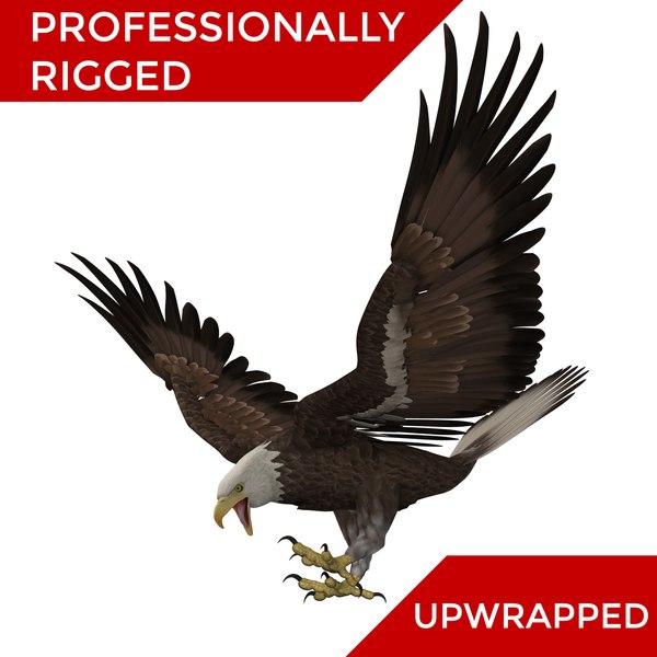3D bald eagle rigged modelled model