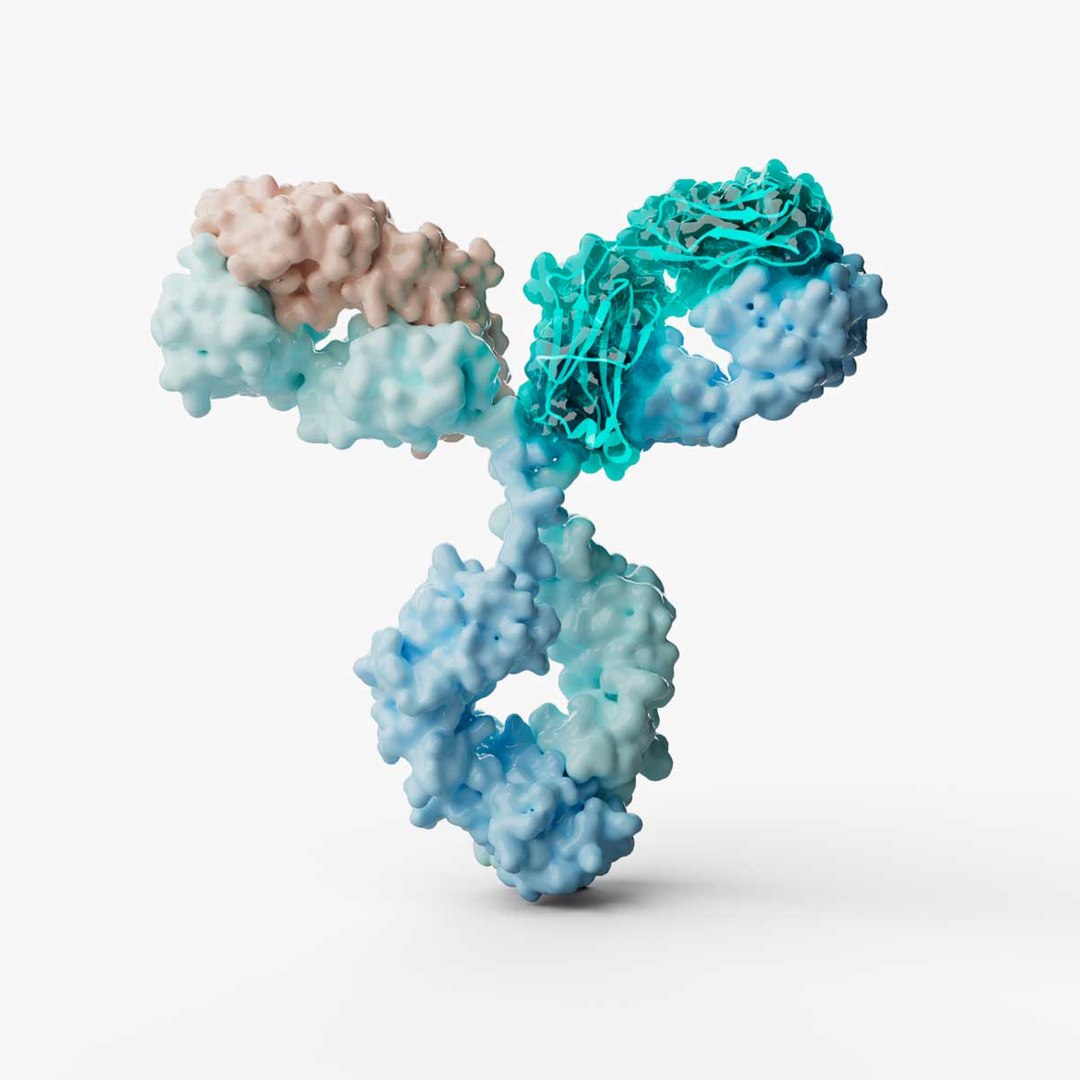 Human Antibody 3d Model - Turbosquid 2183950