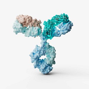 Human Antibody 3D model