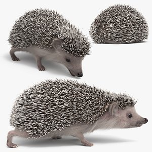Hedgehog Fur Set Animated Rigged For Maya 3D model
