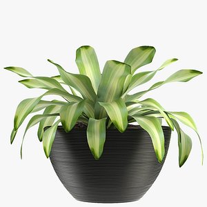 exotic plants palm flower 3D