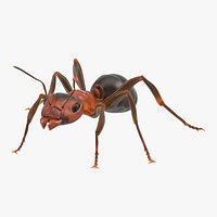 Ant 05
