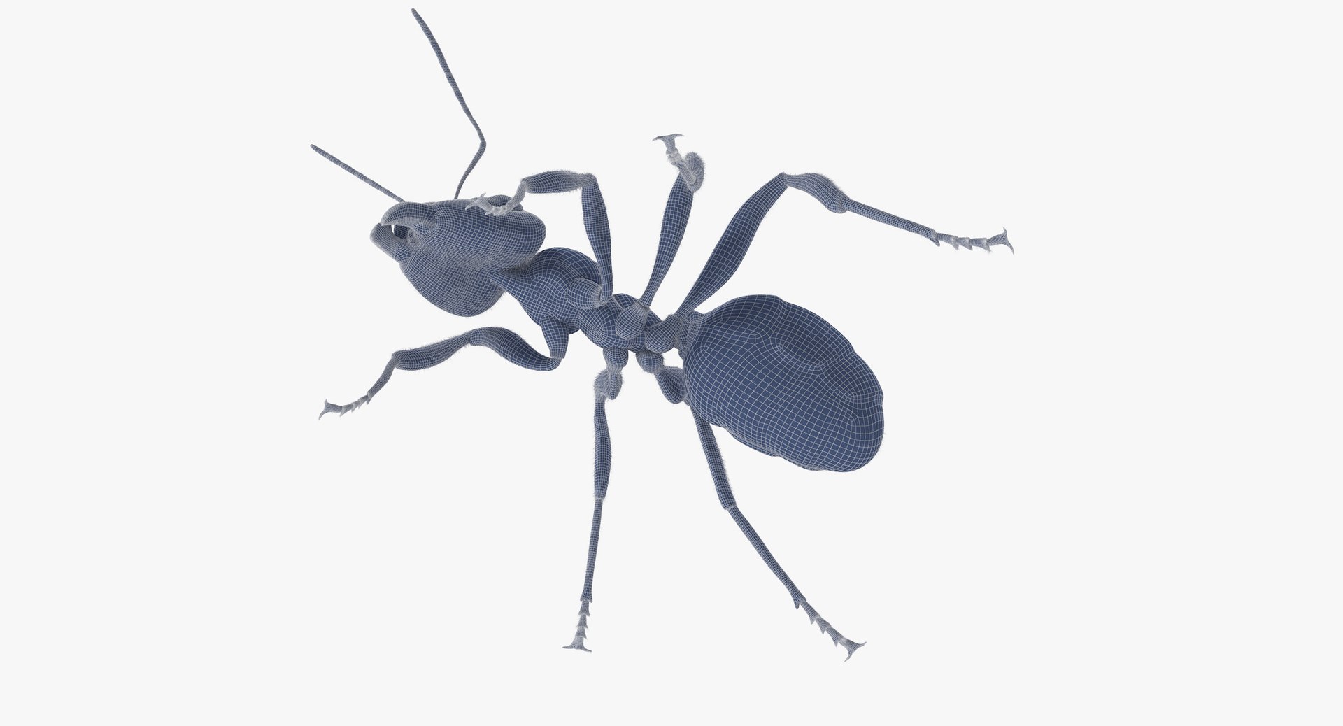 ant 05 obj https://p.turbosquid.com/ts-thumb/Py/XGxCzI/SSYTdfu1/ant_05_wireframe_0006/jpg/1452156609/1920x1080/fit_q87/39cbbda6fd75050a8705abb2fda9fcdfac729982/ant_05_wireframe_0006.jpg